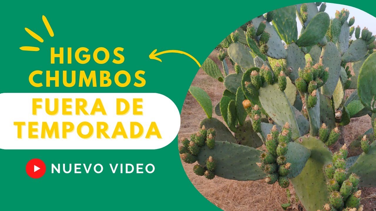 Higos chumbos después de temporada ho tardíos