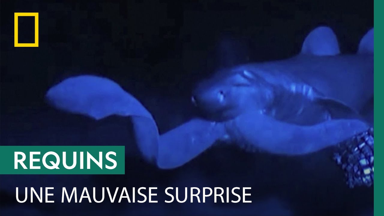 L'arme secrète de la myxine pour échapper aux requins