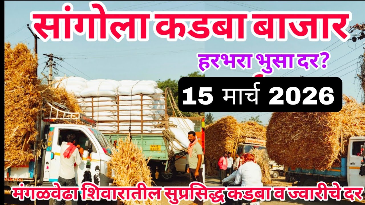 आजचा सांगोला कडबा बाजार दर व ज्वारी हरभरा भुसा दर? #sangola_bazar #hf_cow #कडबा #सुखाचारा 