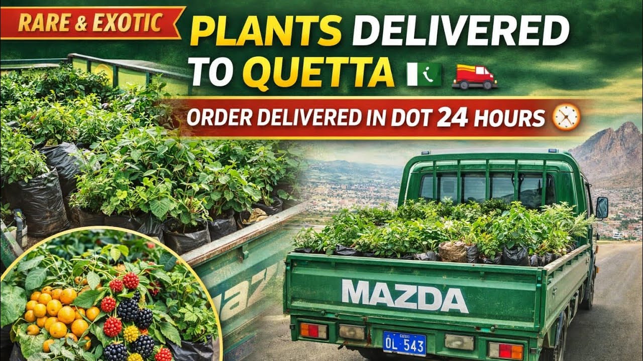 Quetta Mein Berrywala Ka Rare Plant Loot 😱 | 1 Mazda Full Exotic Plants