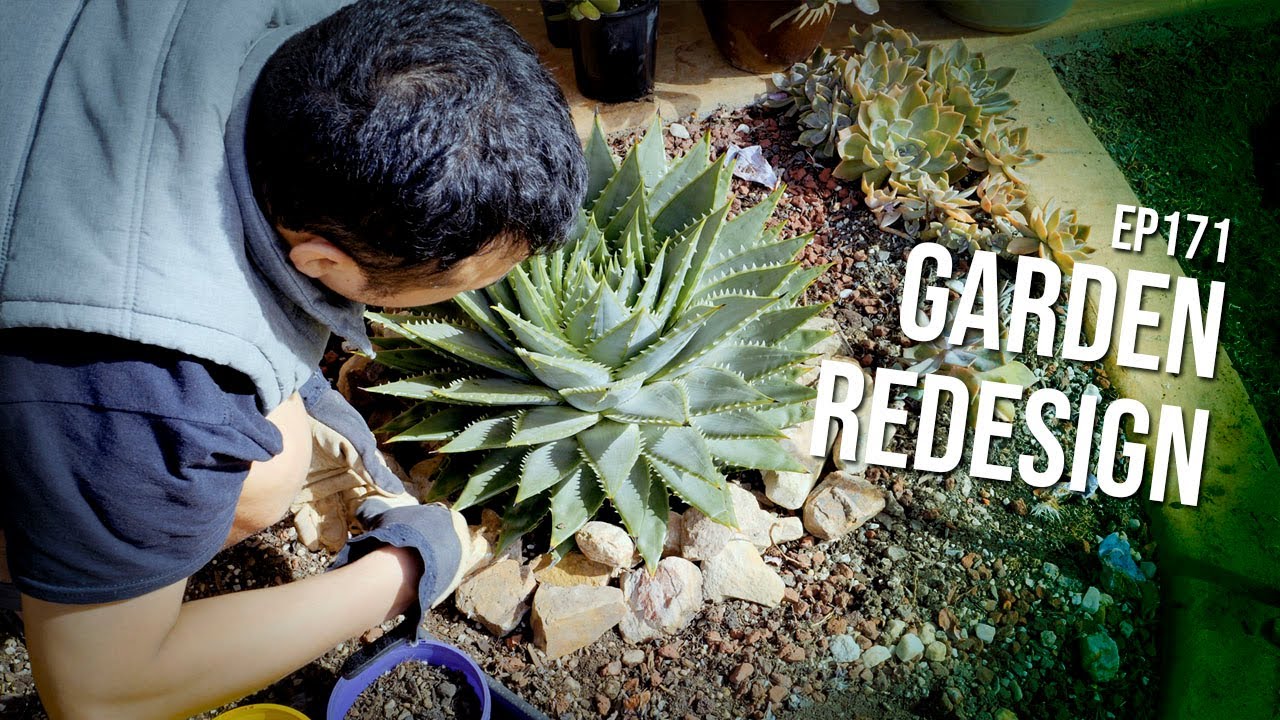 #171 Refreshing my succulent garden bed