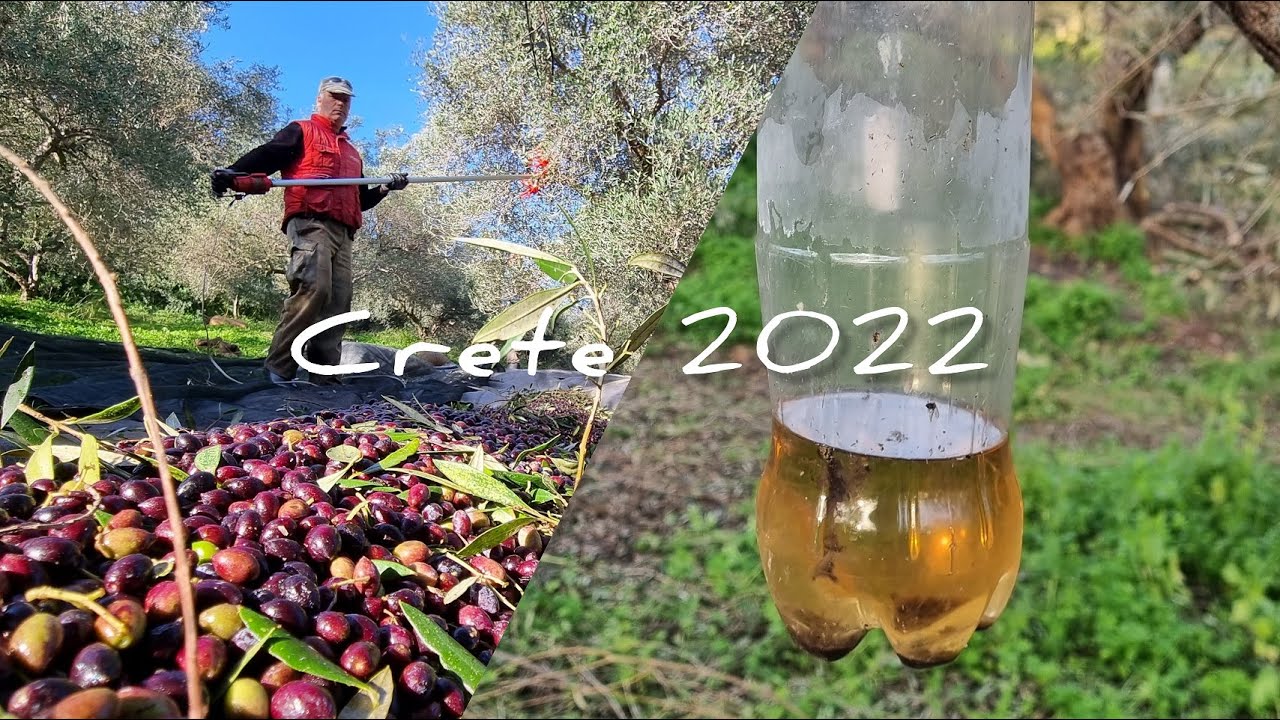 Настоящий Крит УРОЖАЙ ОЛИВОК соление 2022 Real Crete harvest OLIVES pickling