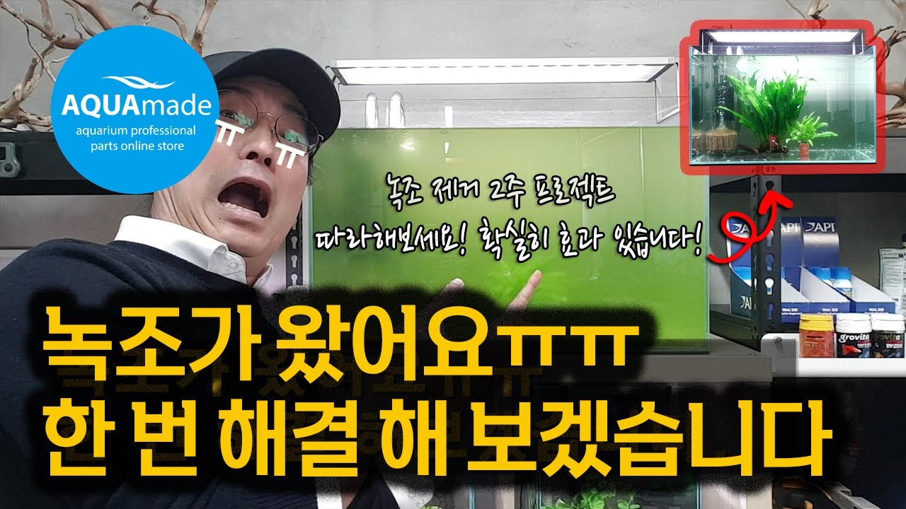 녹조가 왔어요ㅠㅠ. 자~ 한번 해결 해 보겠습니다. 14일 간의 녹조 제거 영상입니다. 따라 해보세요. 녹조 제거 할 수 있어요. Green algae removal video