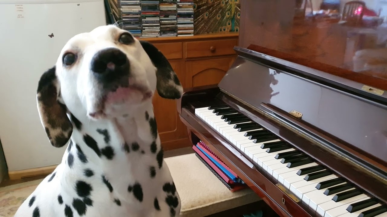 Dalmatian Angel by the Piano