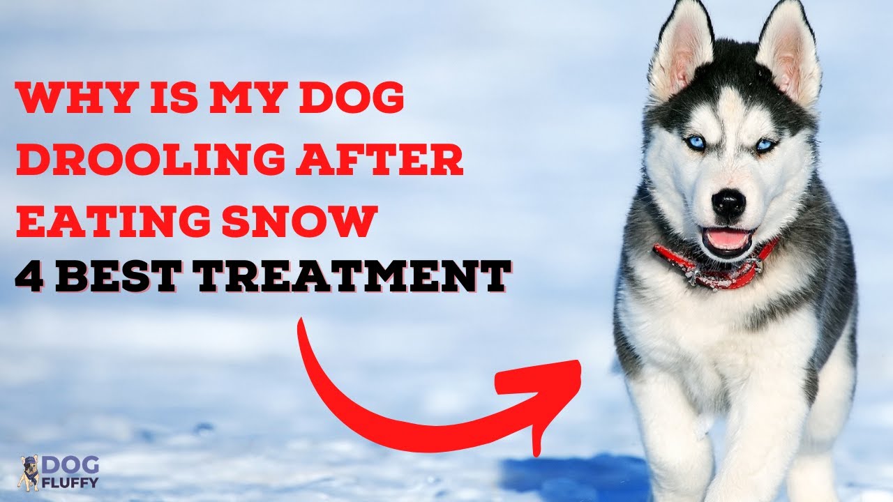 Why Dog Drooling After Eating Snow?  4 Best Treatment | Dog Fluffy