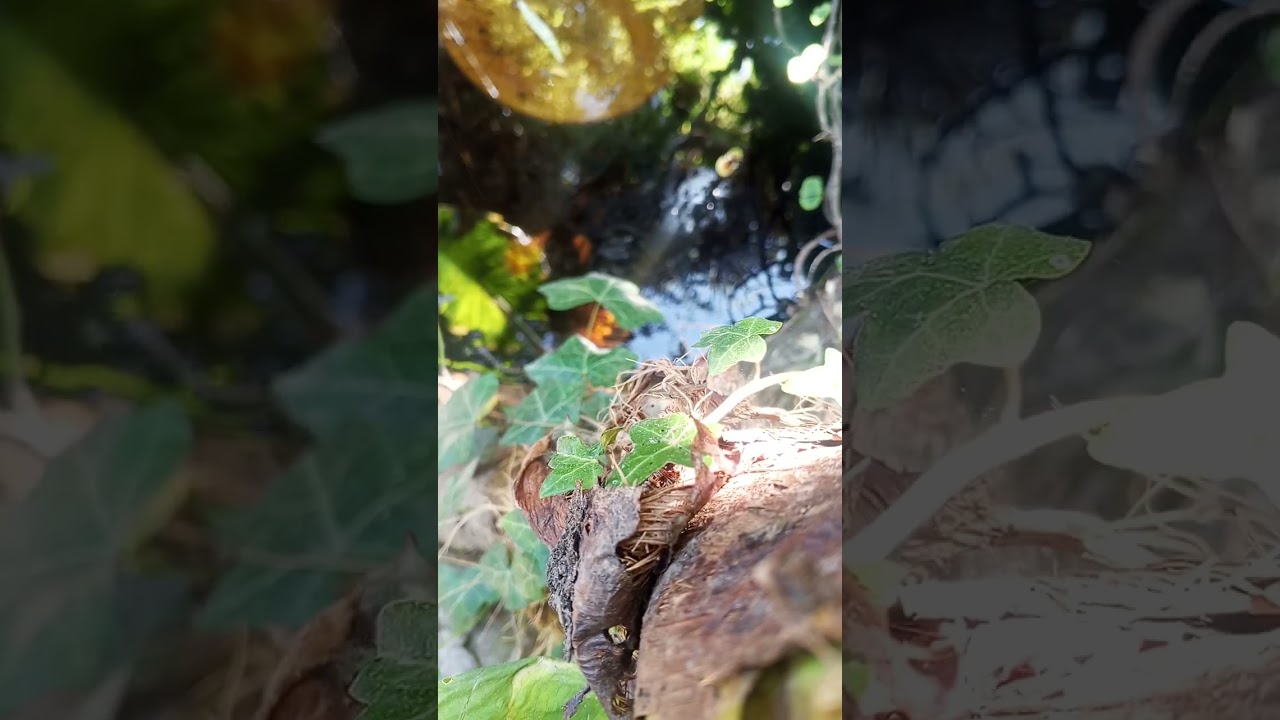 Un poco de naturaleza para relajarnos, sería ideal usar auriculares.😃🪴🪴🪴🍀☘️🍃💐🏵️