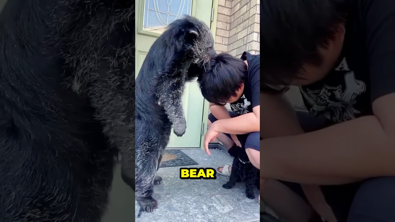 The Animal That Smells Like Popcorn: Binturong