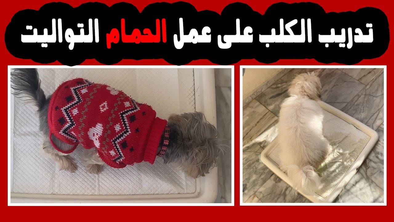 تدريب الكلب على عمل الحمام التواليت