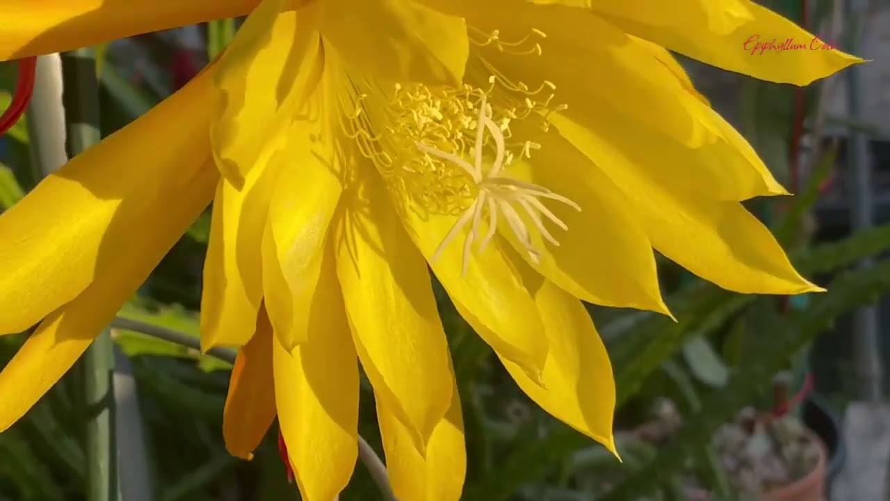 Epiphyllum varieties May 19, 2023