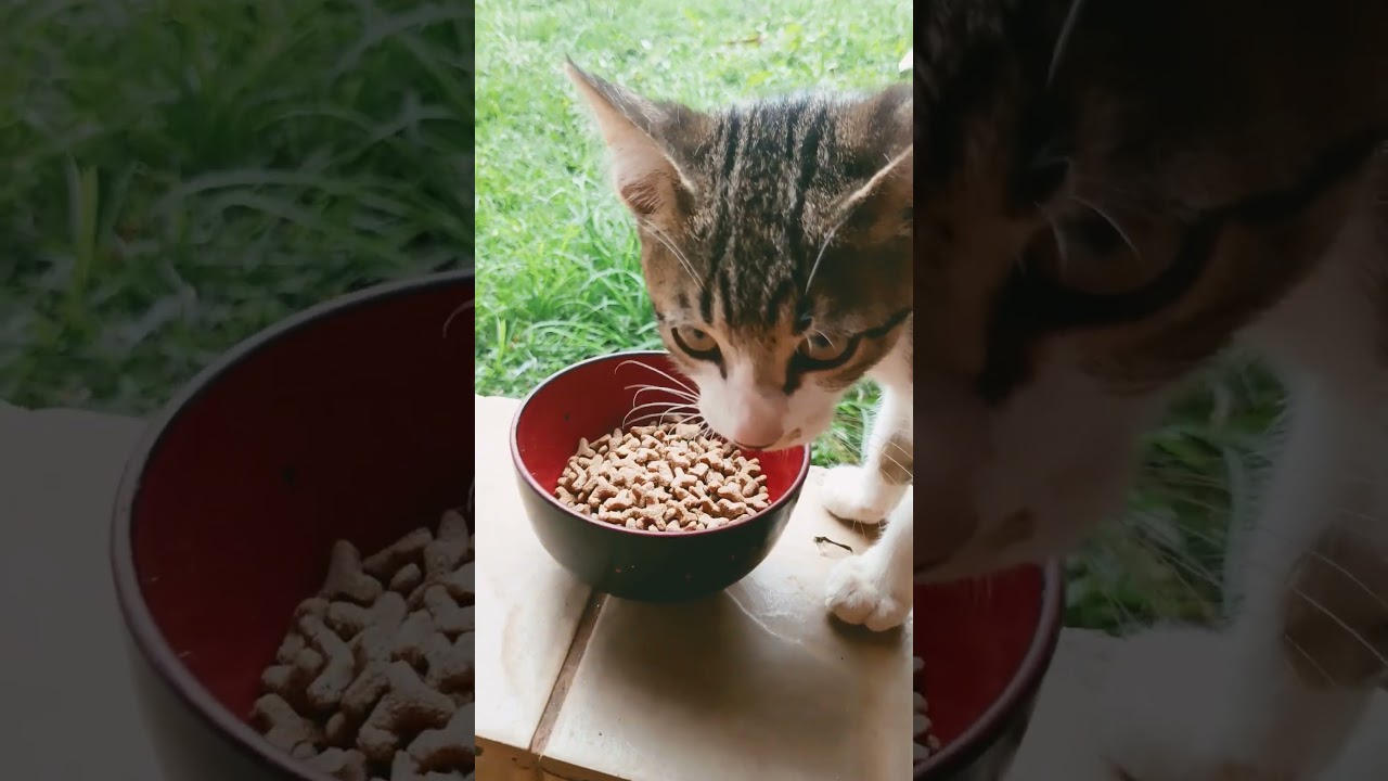 você comeu tudo a comida 