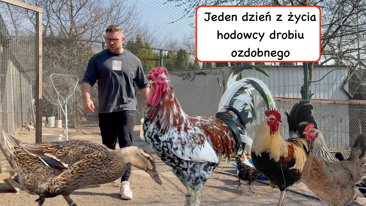 Jeden dzień z życia hodowcy kur ozdobnych - lęgi ptaków