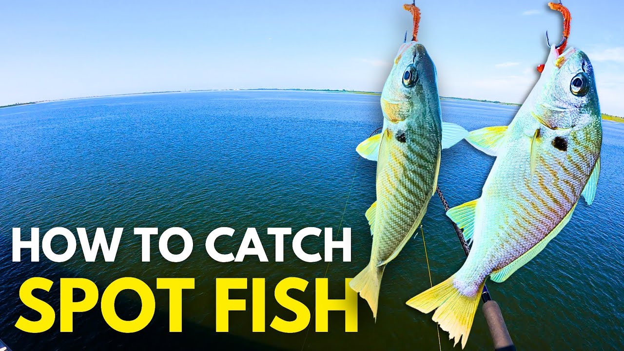 How to Catch Spot Fish from Shore & Best Rig to Use