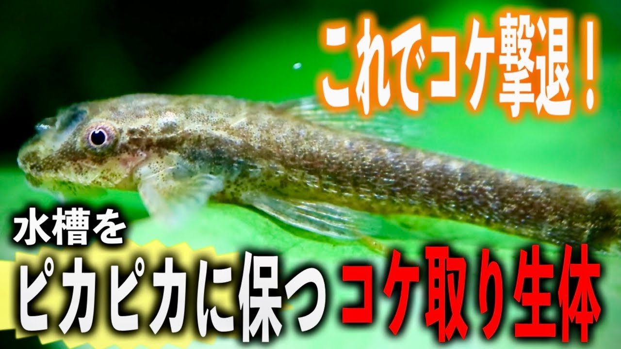 【保存版】コケ別で選ぶ！最強のコケ取り生体まとめ【コケ取り生体9選＋おまけ】