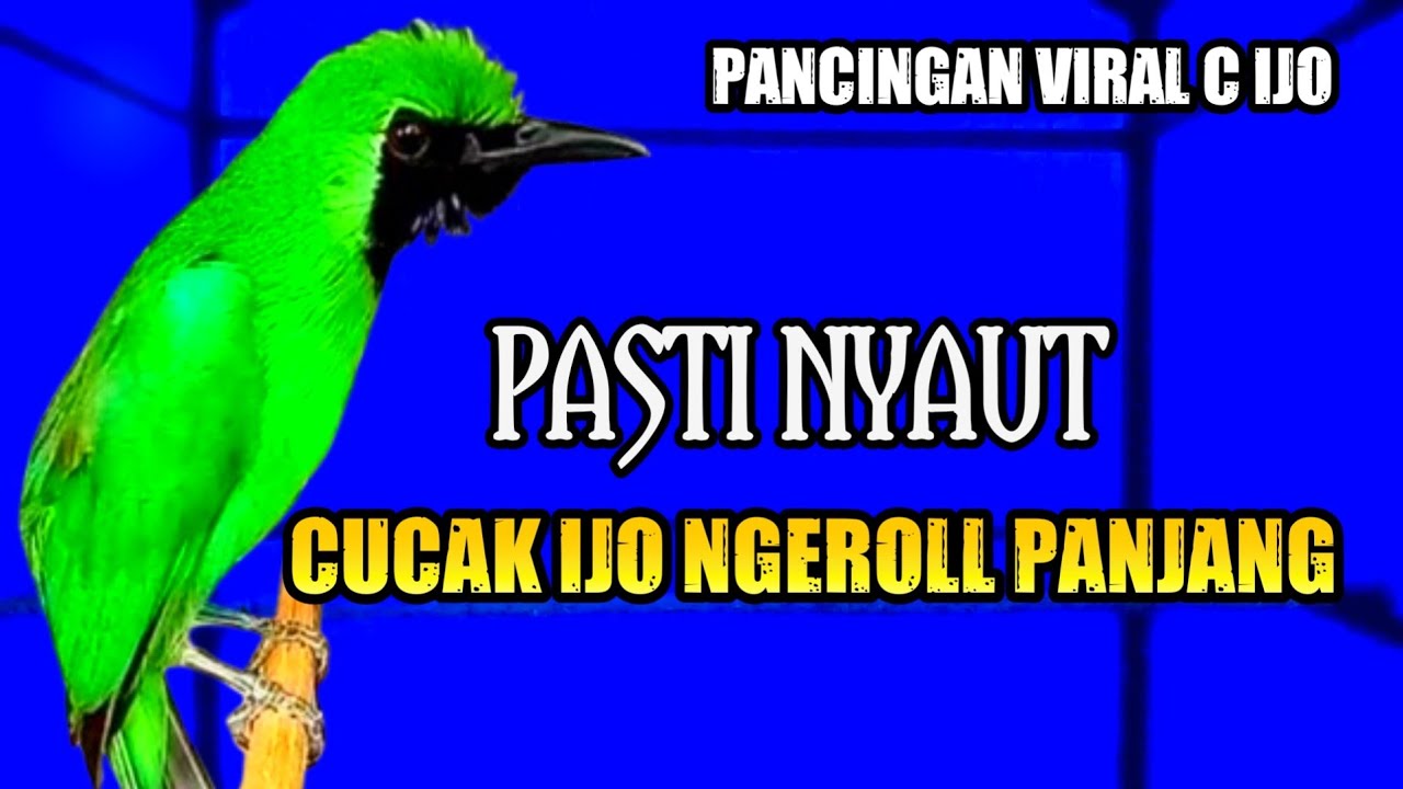Cucak Ijo Gacor Bongkar Isian Full bikin ijo Mana saja ikutan Gacor - pancingan Cucak Ijo