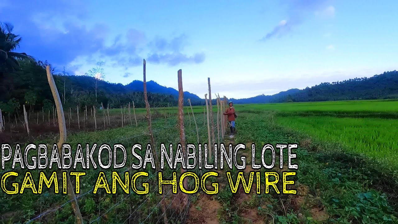 BUHAY PROBINSYA: Pagbabakod sa Nabiling Lote Gamit ang HOG WIRE