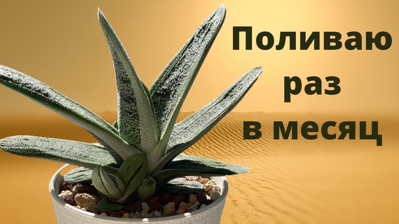 ОЧЕНЬ НЕПРИХОТЛИВОЕ РАСТЕНИЕ! Обзор на мою гастерию. Гастерия литтл варти. Гастерия и её детки!!!