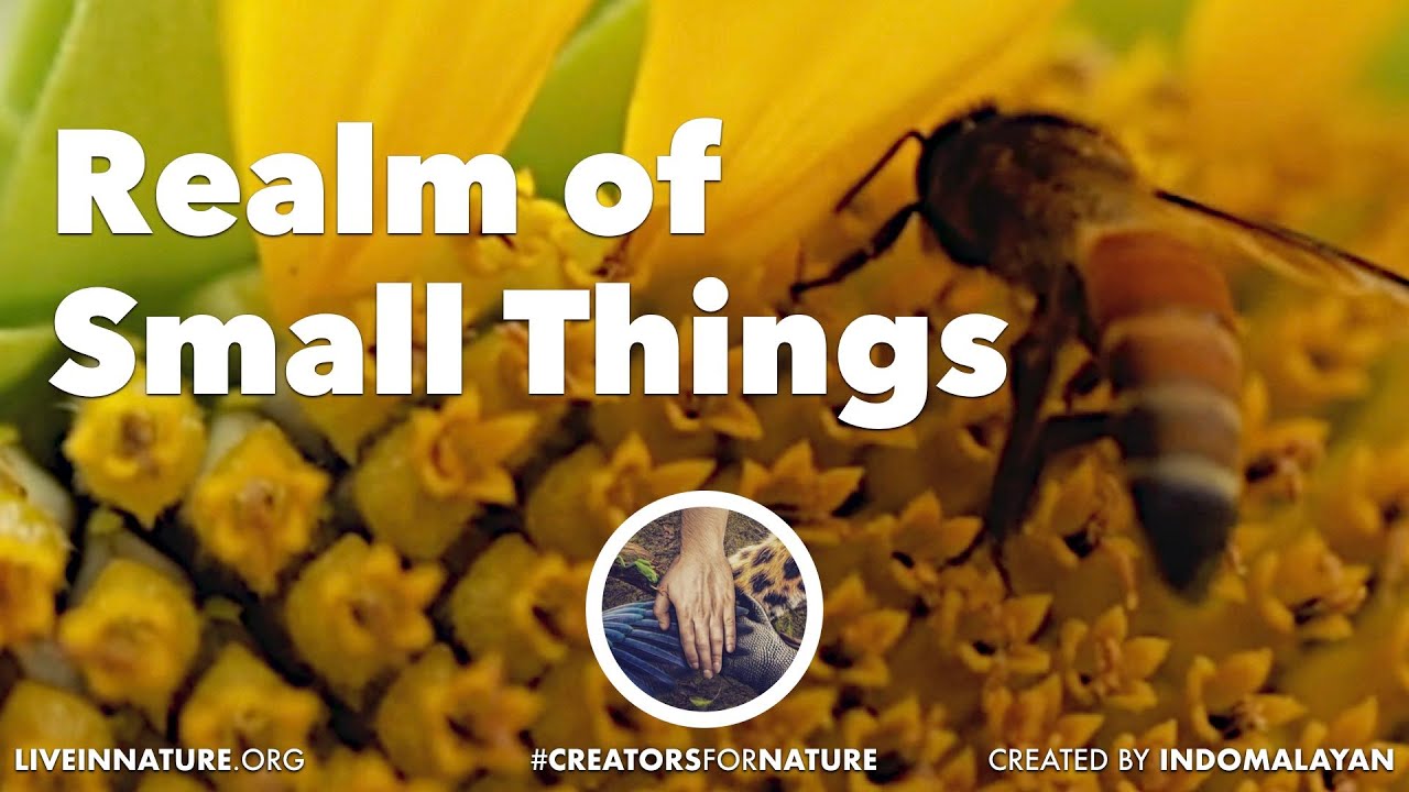 Bees and Butterfly | The Realm of Small Things | Creators for Nature | 4K