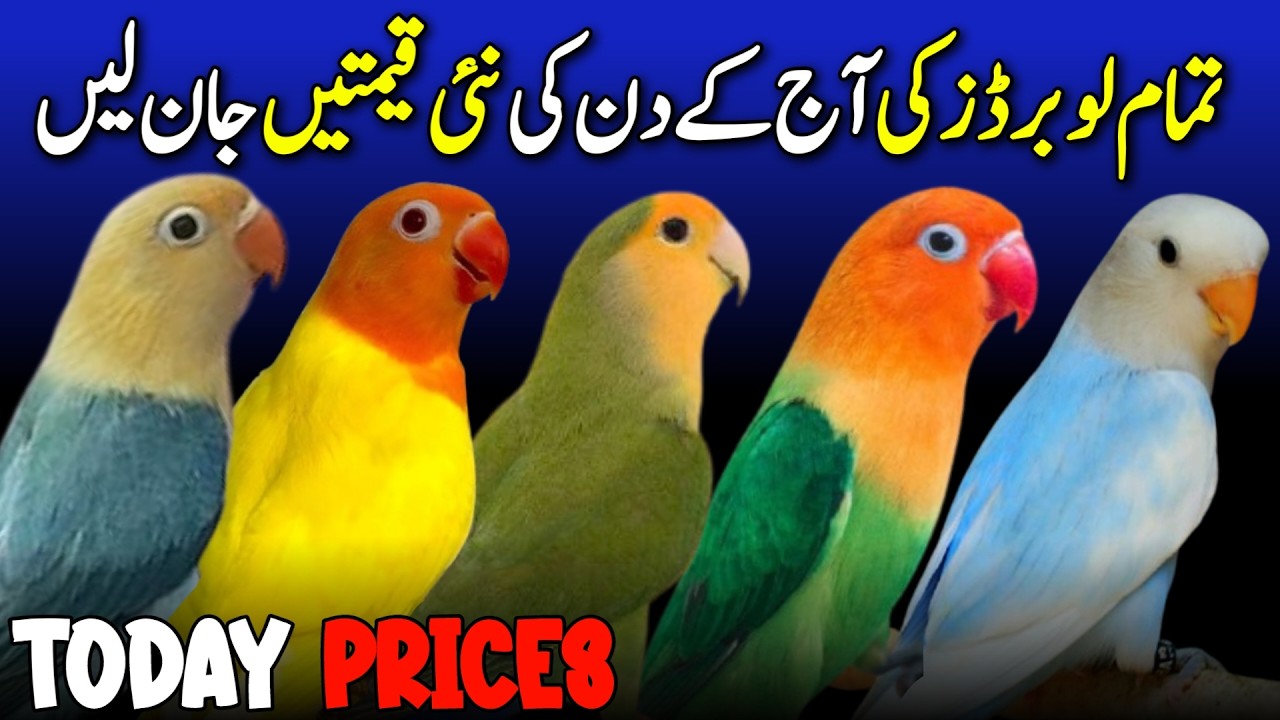 love birds price update 2026 | lalukhet birds market love birds price update | all love birds price
