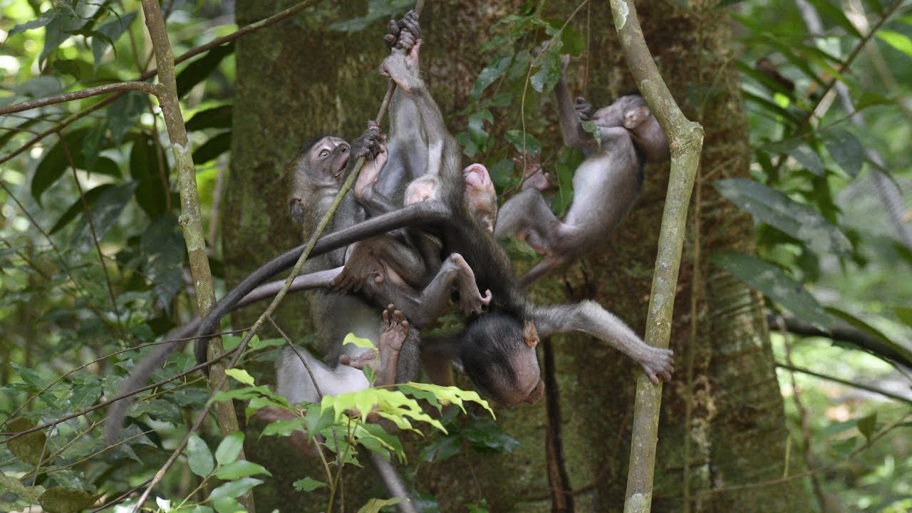 Group of cute little baby macaque monkeys playing around in the trees. Wildlife of Singapore