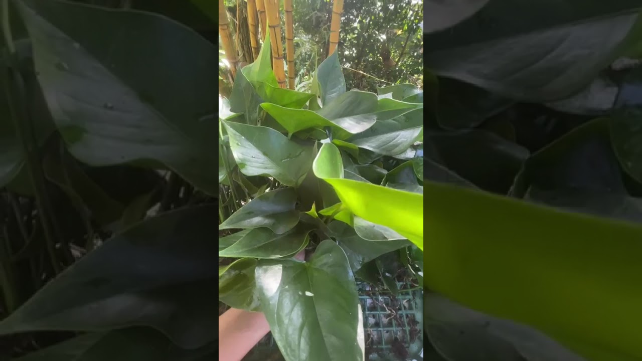 සුපිරිම ජගුවර් ග්‍රීන් පැල 30 ක්#anthuriymwagawasinhala#fypviral #garden#gardenplants0765647812
