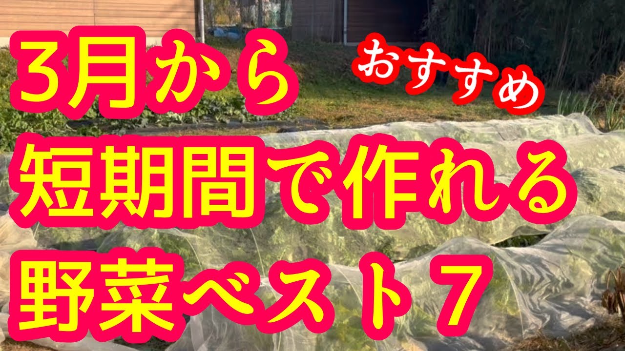 【最短で収穫！】3月から作ると手早く収穫できる野菜ベスト７を解説！同じ野菜でも、３月から作ると成長が段違いです。