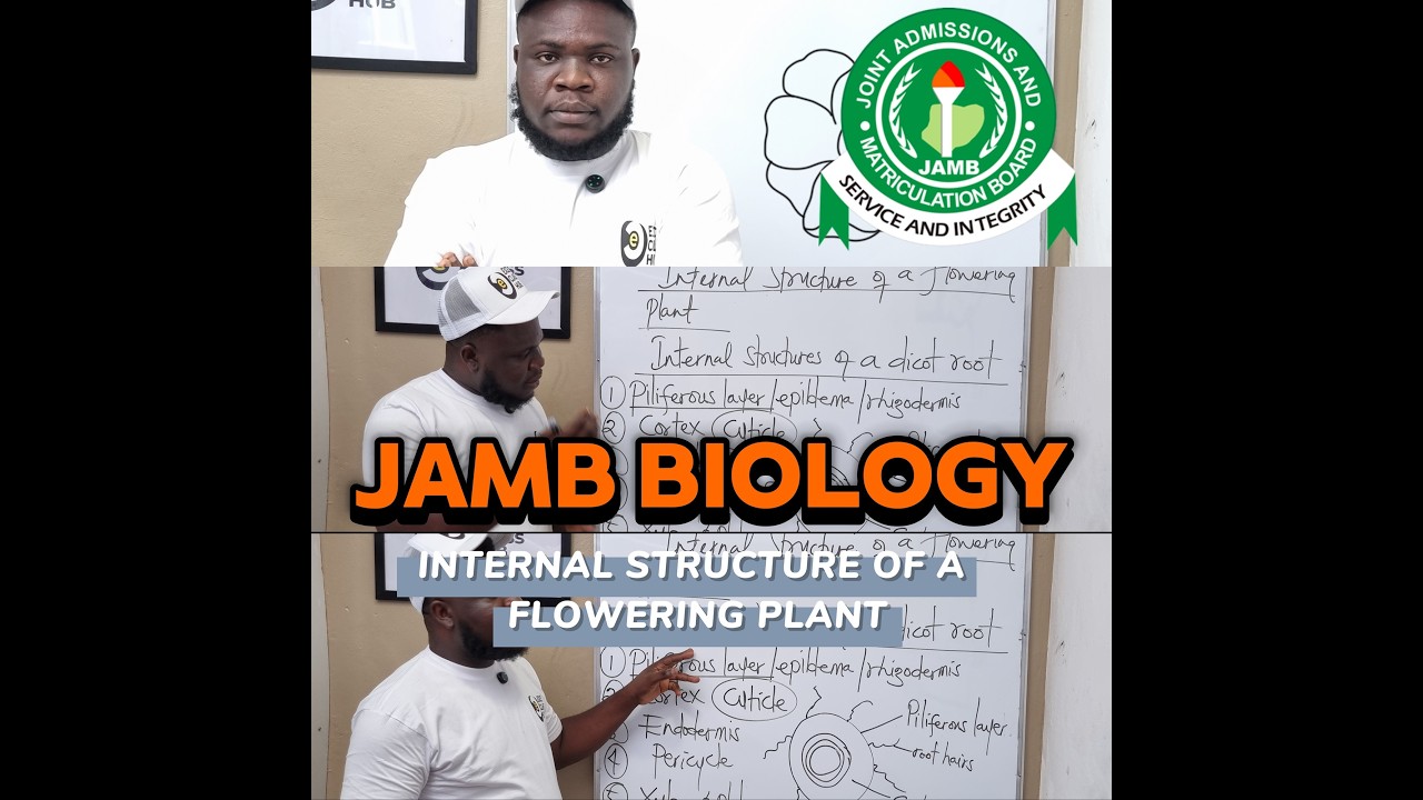 JAMB Biology: Internal Structure of a Flowering Plant Explained