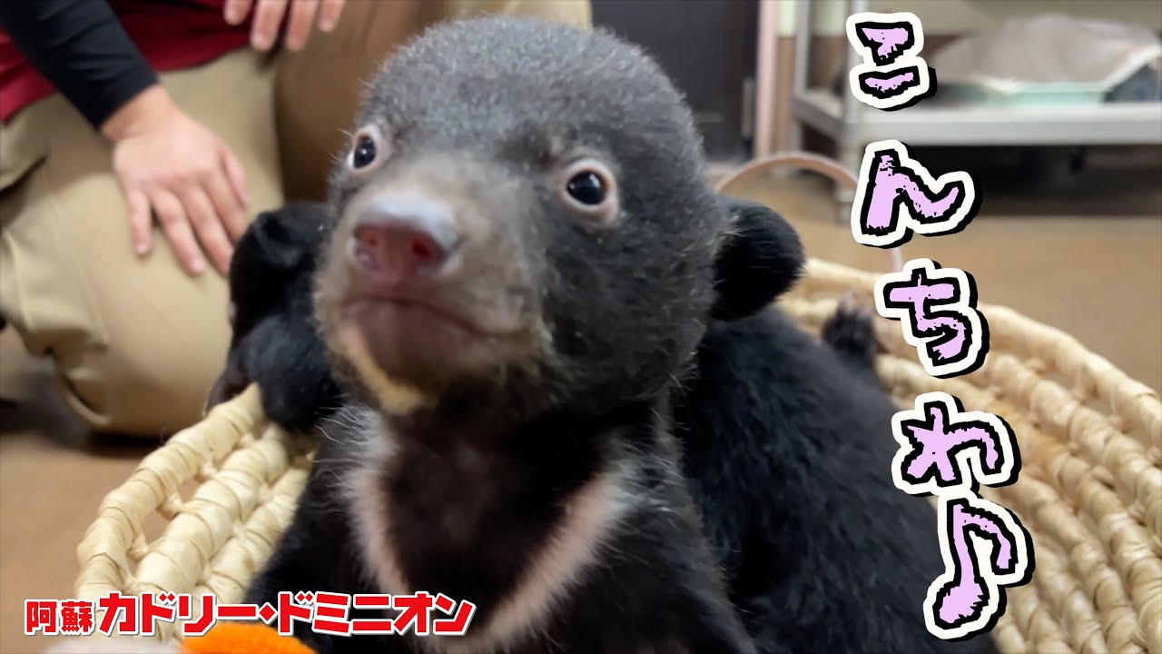 今年も可愛い赤ちゃんグマが誕生！あれ…女の子にも「おち○ち○」ついてる？