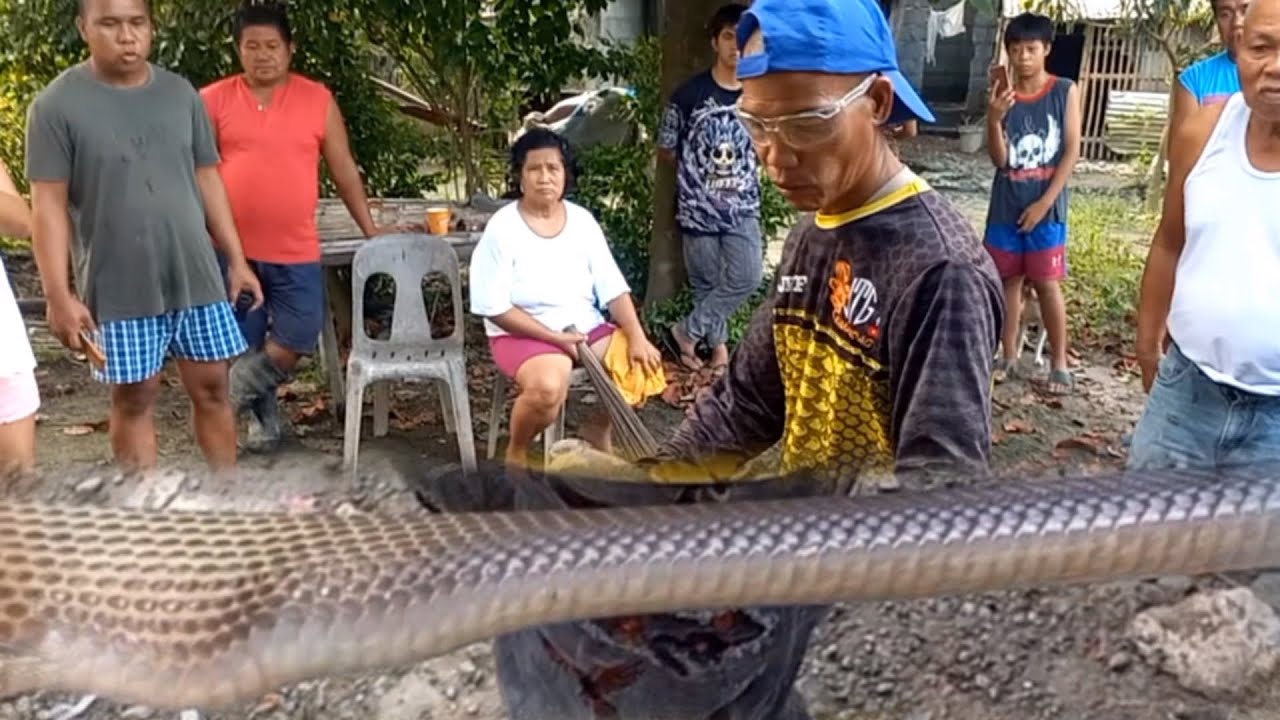 Cobra lumamon ng mga itlog sa Bayambang, Pangasinan | JTG Kamandag