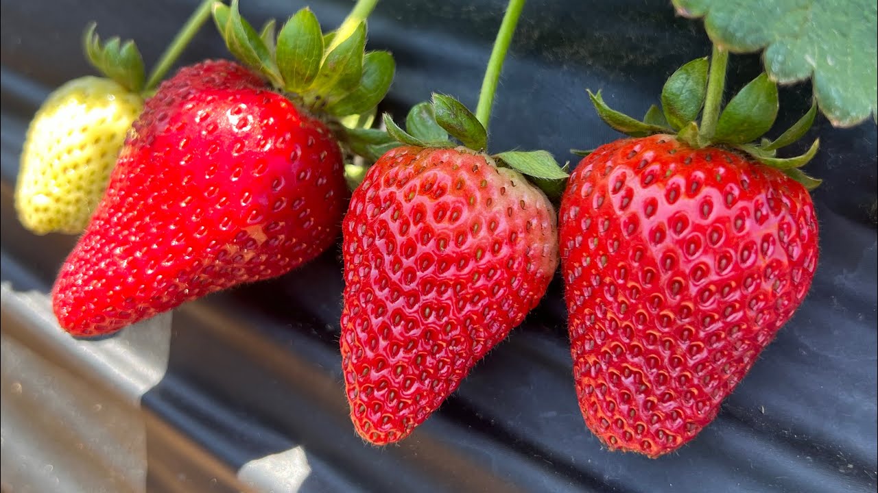 Cambodian Family Picking Strawberry 2025