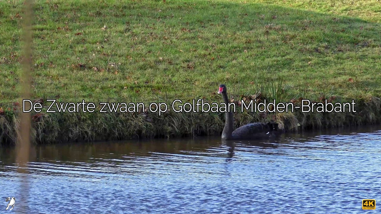 De Zwarte zwaan op Golfbaan Midden Brabant 🎤