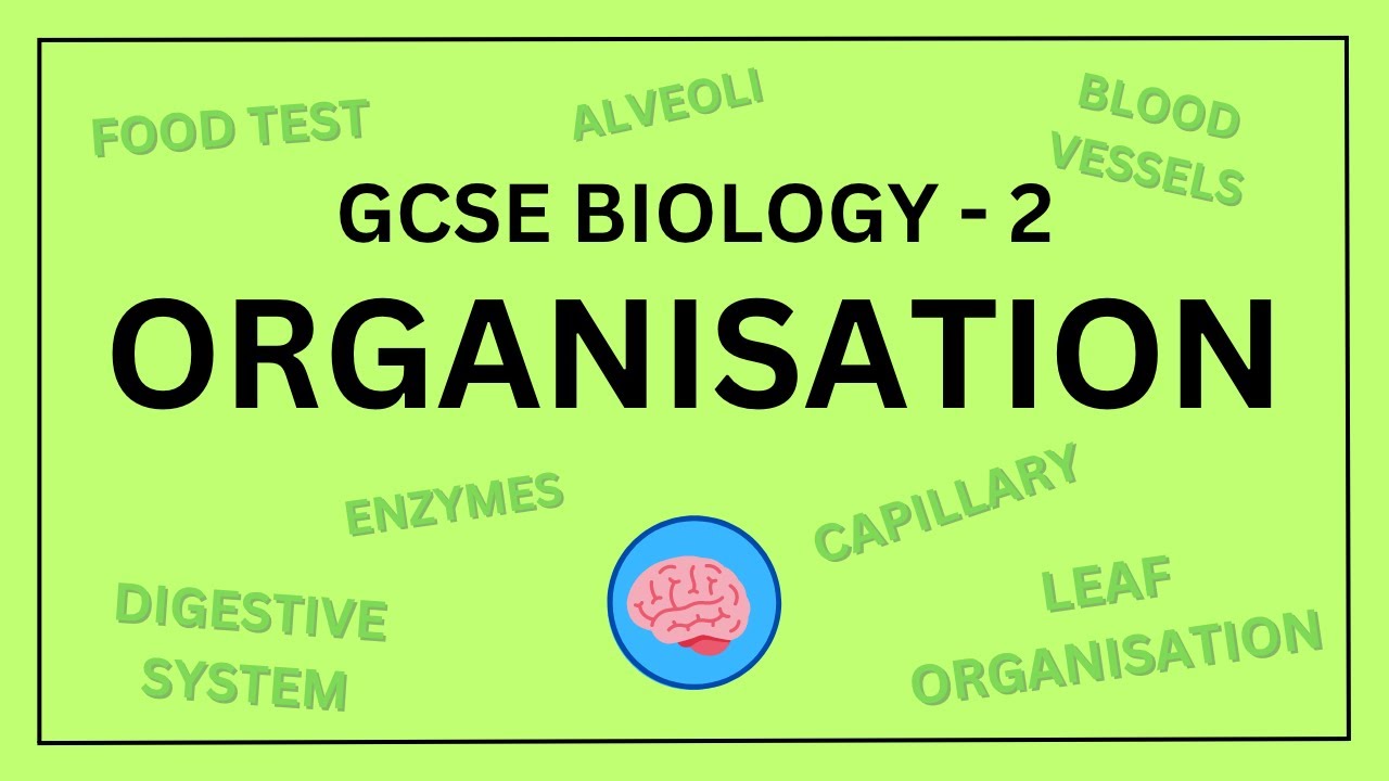 AQA GCSE Biology in 10 Minutes! | Topic 2 - Organisation