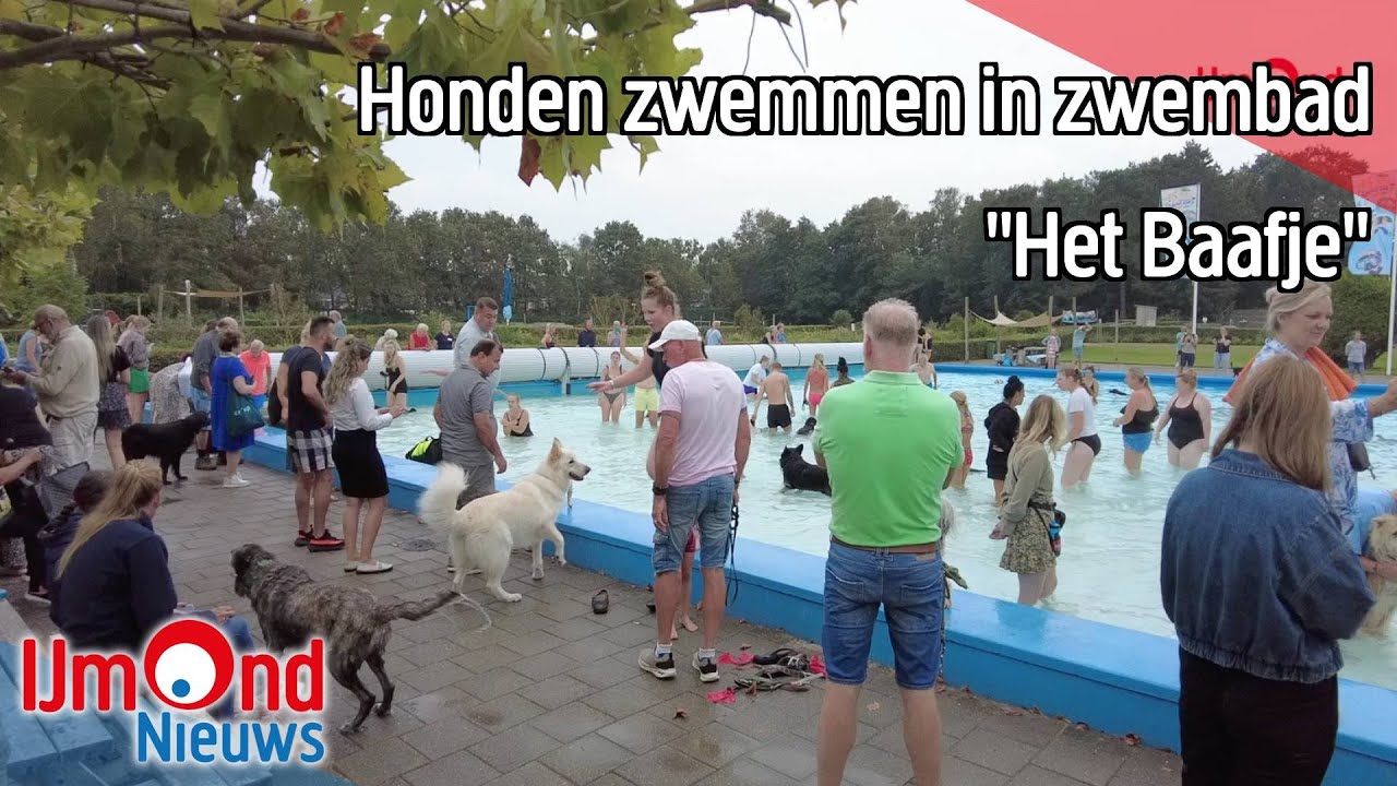 Honden zwemmen in zwembad 