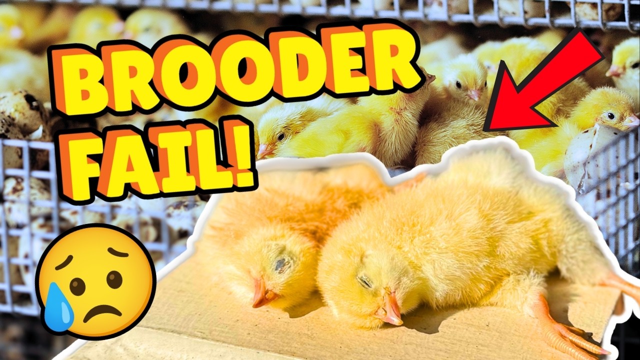 Our Chicks Froze to Death 😔
