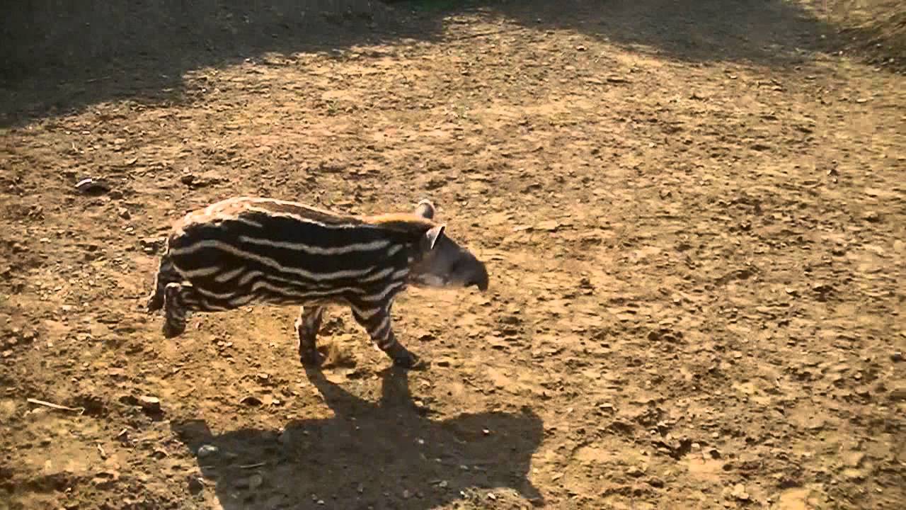 Baby Tapir letting off steam!!