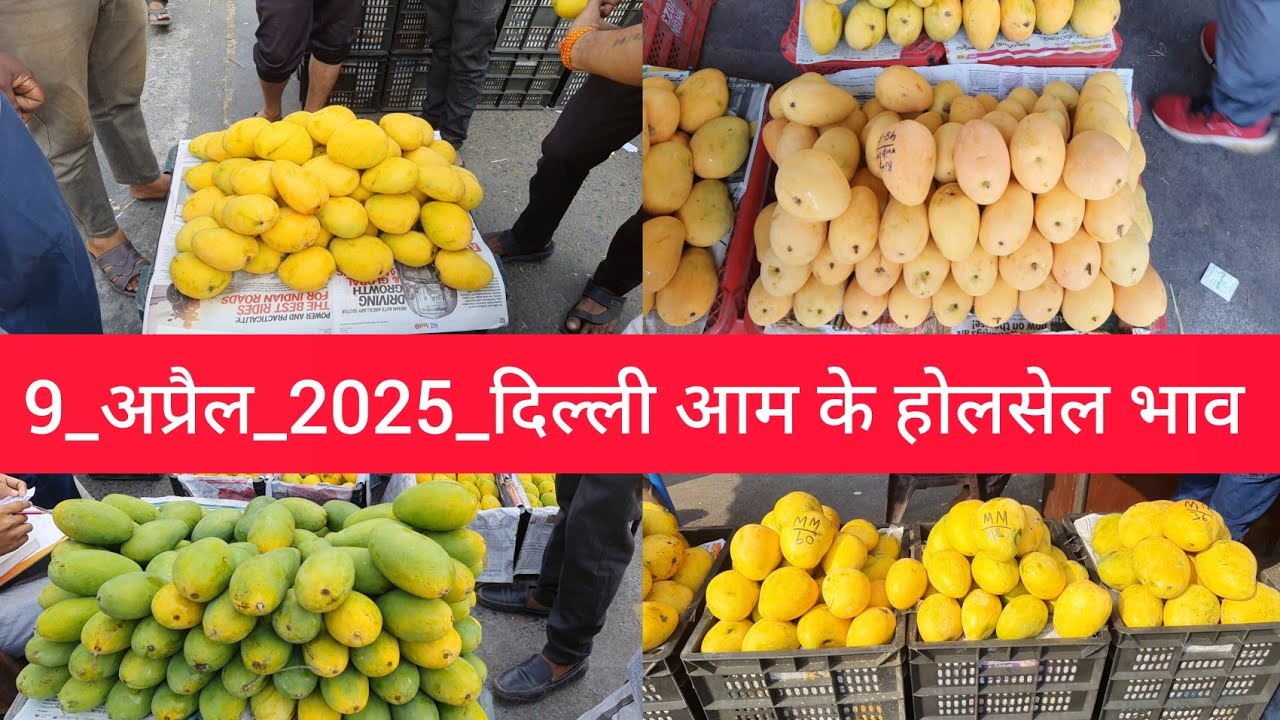 April 9, 2025 दिल्ली 🥭 आम के भाव delhi mango market price #mango delhi fruit market #mangomarket