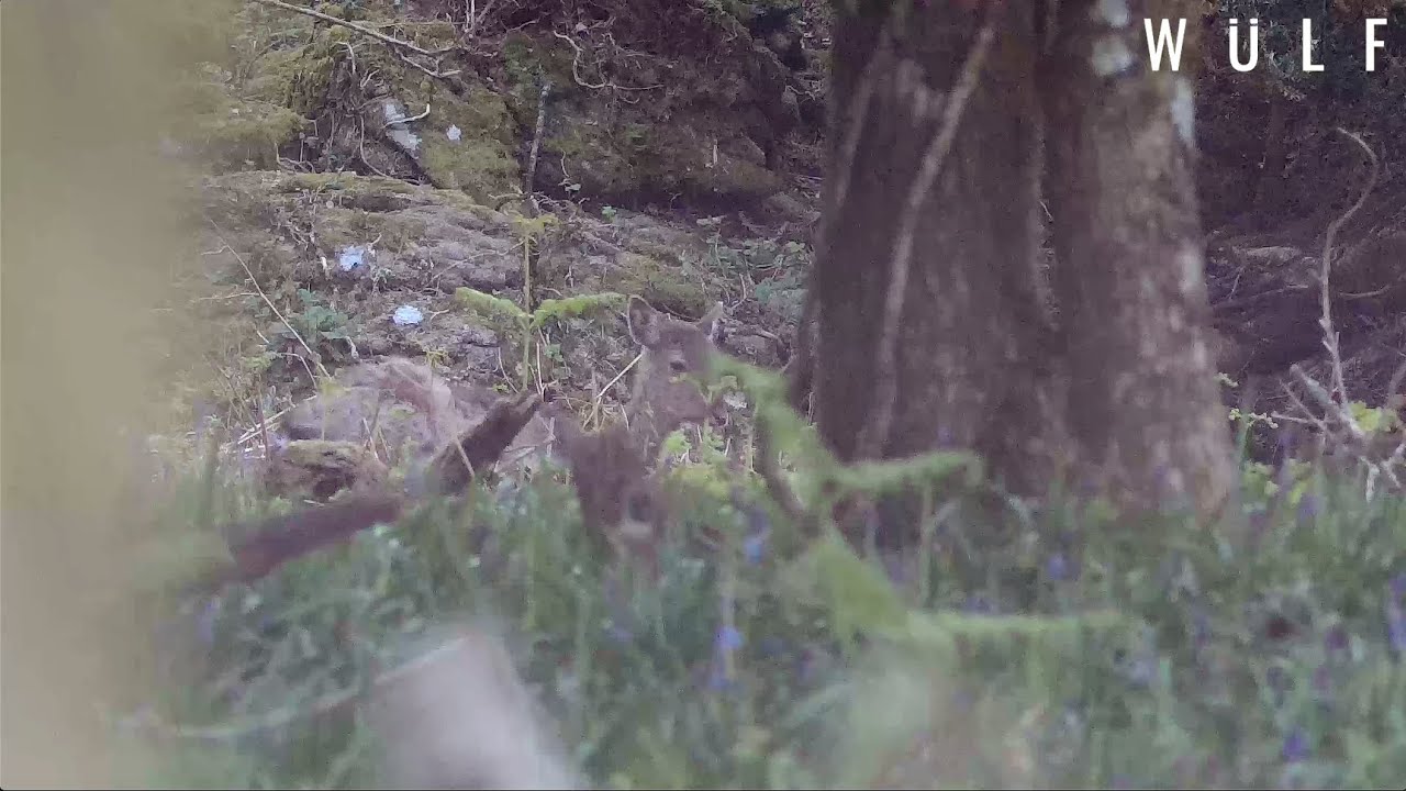 Performance Footage | WULF 4K 3-24x Day & Night Vision Rifle Scope