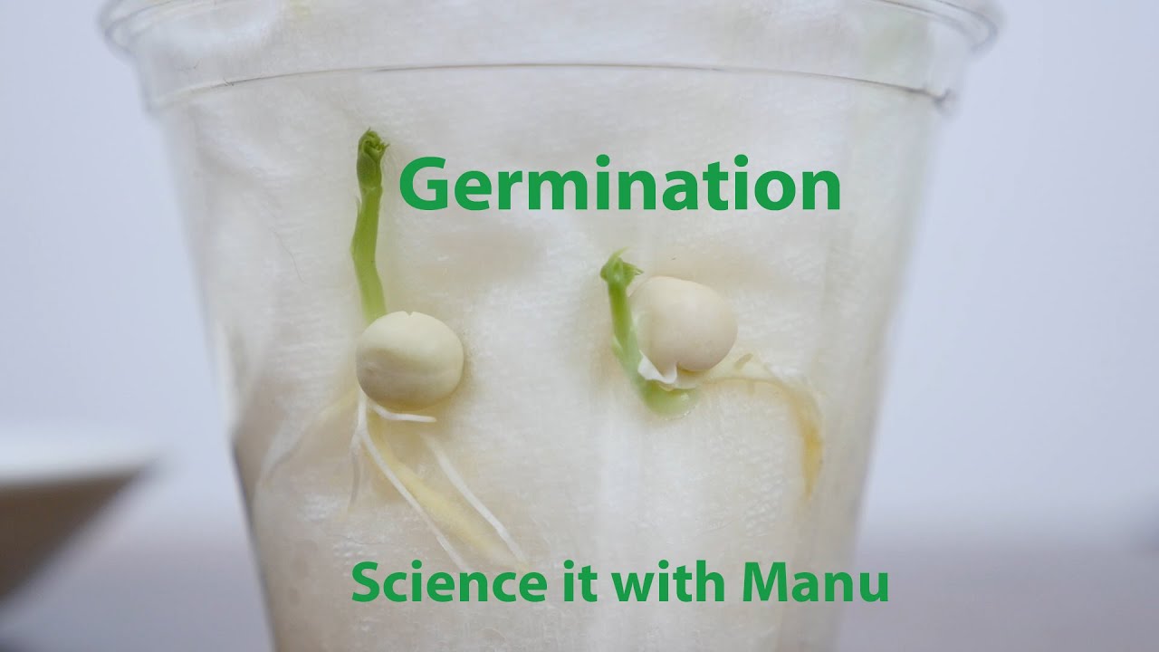 Germination