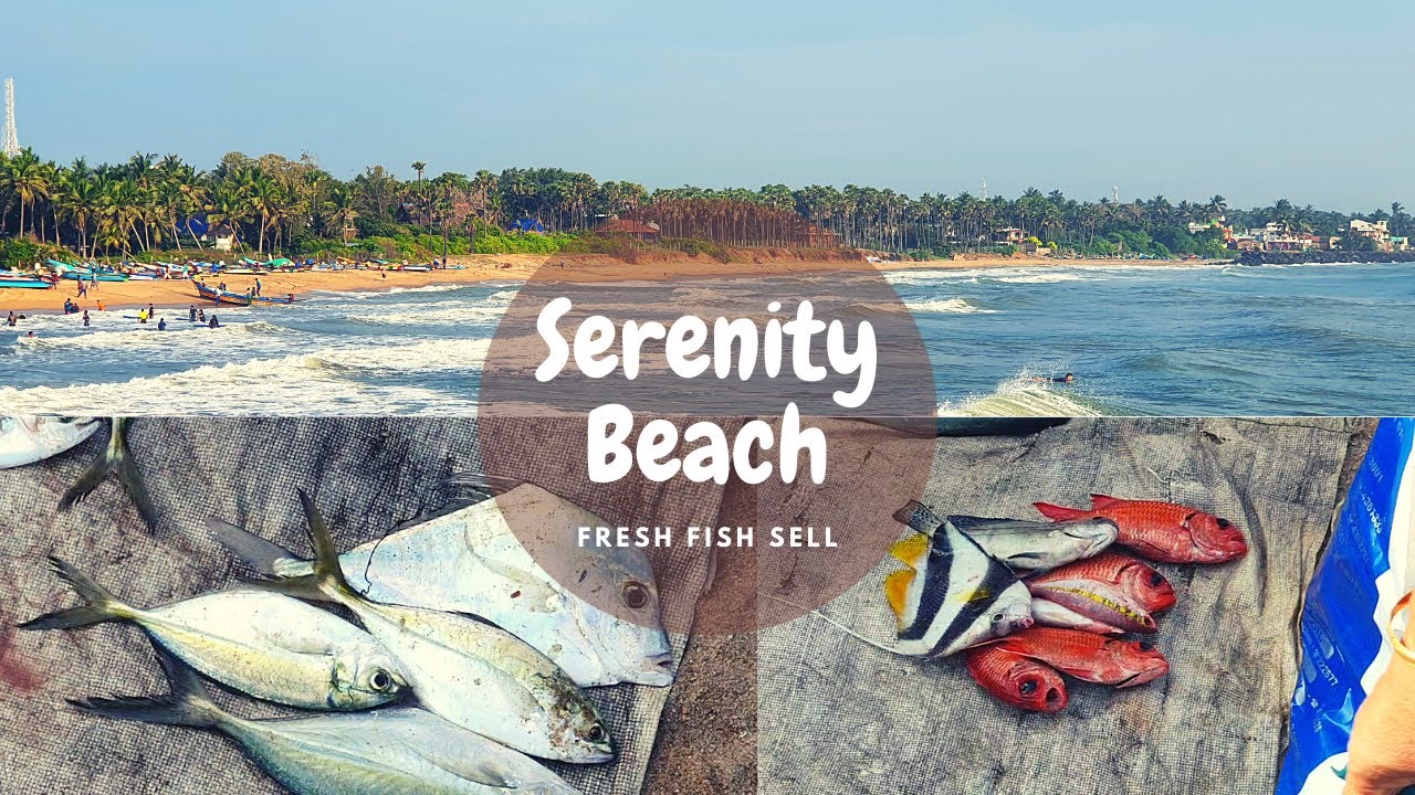 Serenity Beach - Fresh Fish Sell | Places to Visit in Pondicherry | Pondicherry Travel Vlog