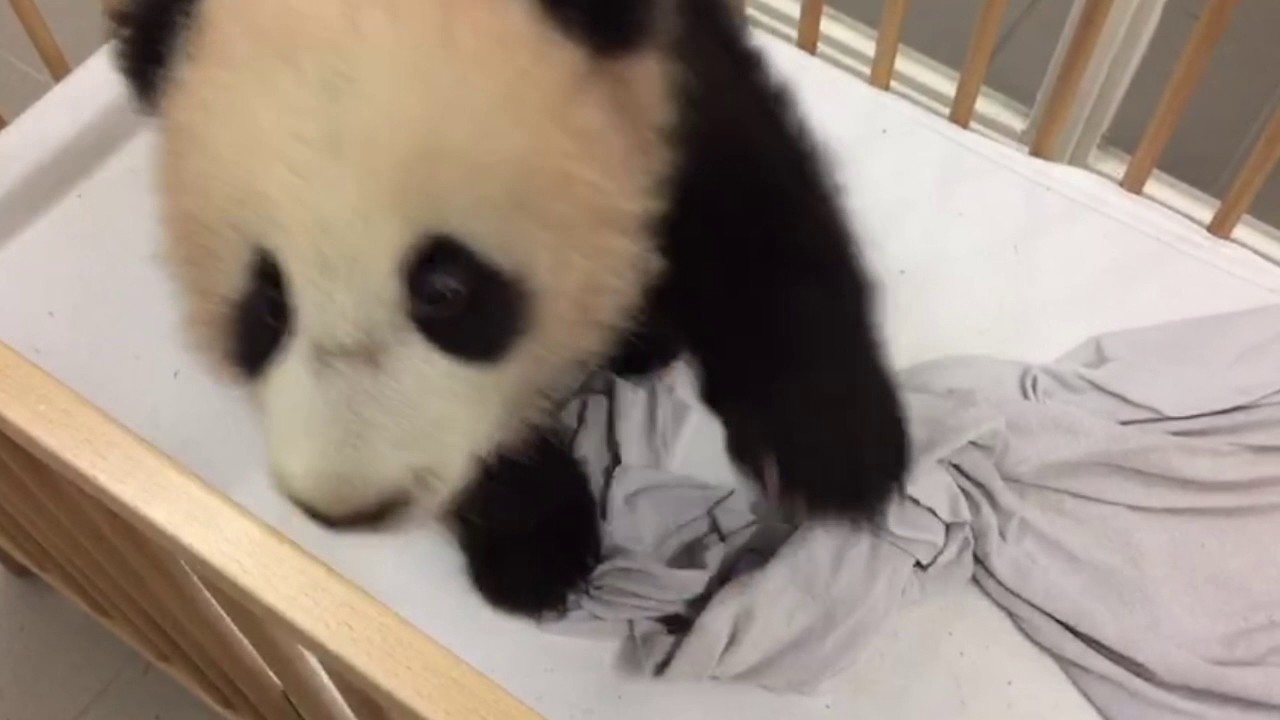 Panda cub Tian Bao, 5 months, wants to follow caretaker around - Pairi Daiza (Belgium)
