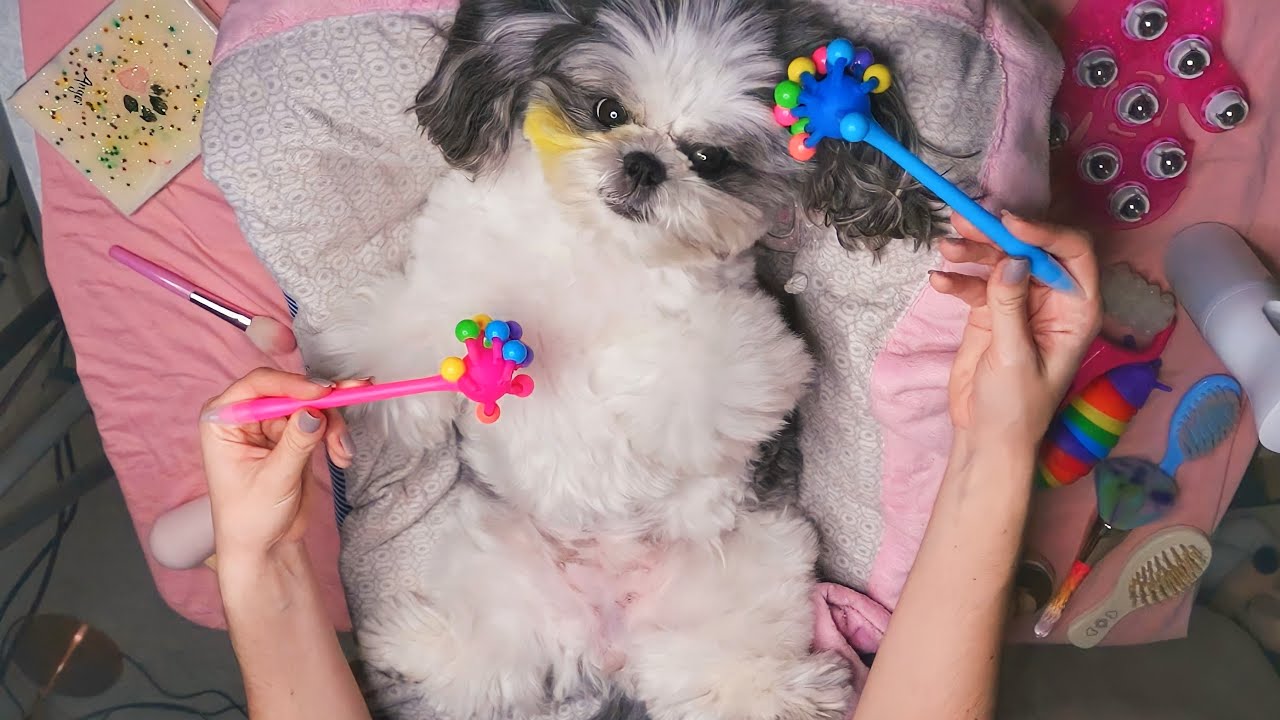 CACHORRO RECEBENDO ASMR PARA RELAXAR E DORMIR | Sweet Carol