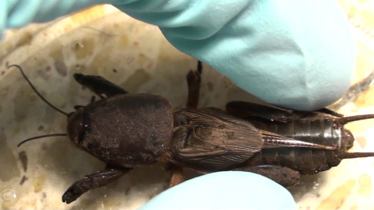 Mole cricket