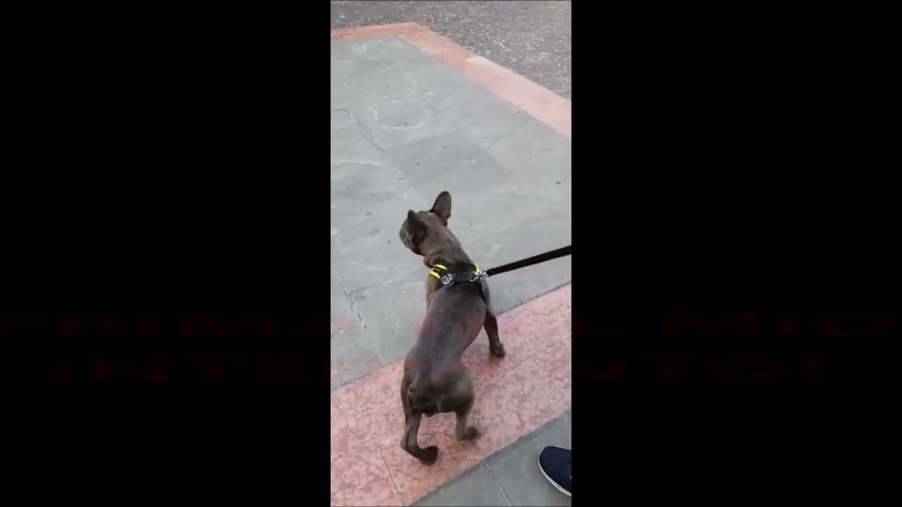 BOULEDOGUE FRANCESE AGGRESSIVO E DOMINANTE!