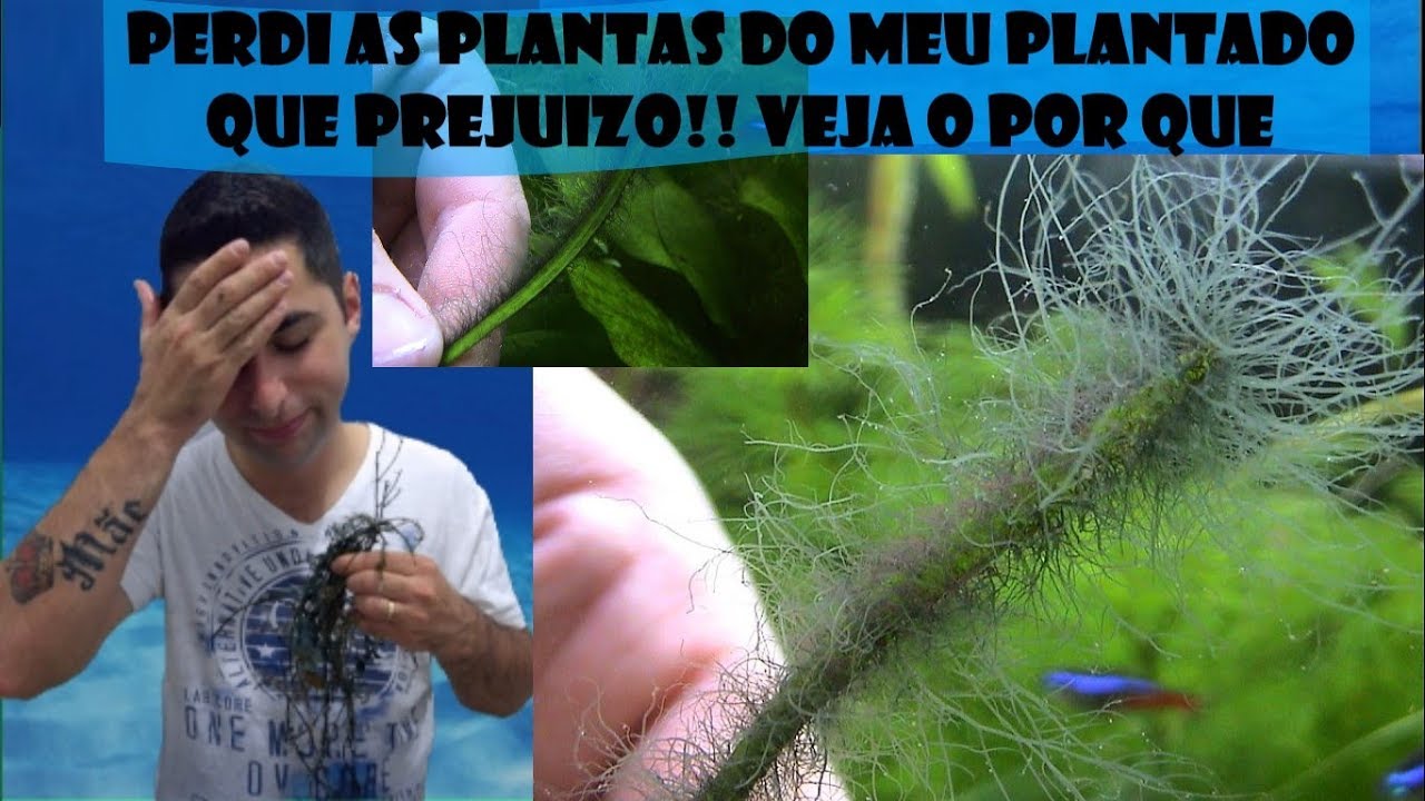 Como Se livrar das algas a cartada final!!