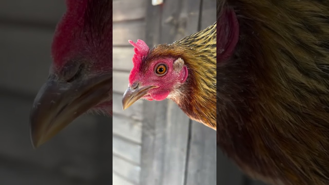 Murphy Whitehackle and Throwbacks (17 February, 2025)