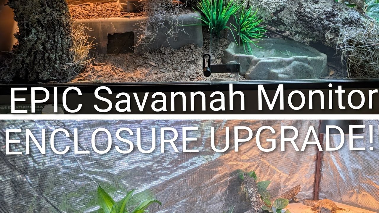 Savannah Monitor ENCLOSURE UPGRADE!! EPIC mansion for my monitor!! 