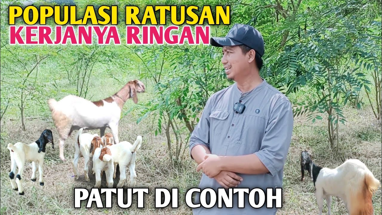 Ternak Kambing, Di Jamin Tidak Kewalahan Pakan Meski Populasi Hingga Ratusan Ekor