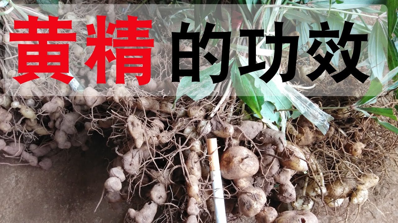 黄精的功效和作用？黄精治疗脾胃虚弱！黄精怎么吃？