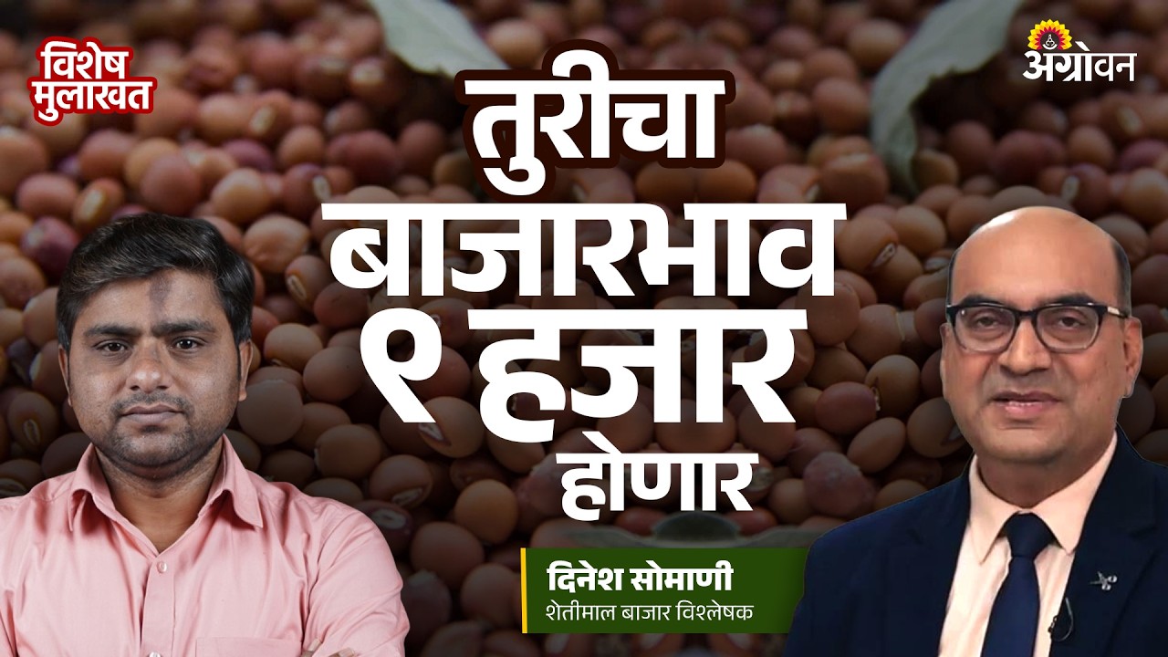 Tur Market Rate: तुरीच्या भावात अचानक एवढी तेजी का आली?