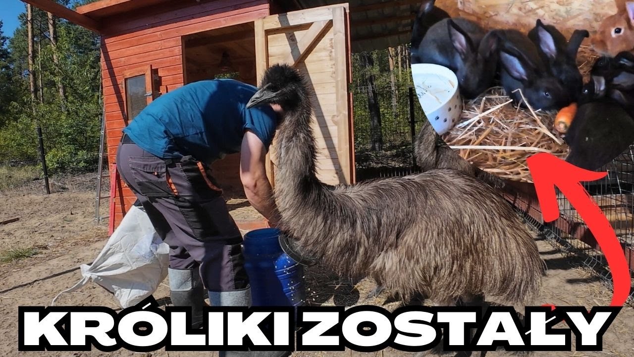 Paszowóz dla emu