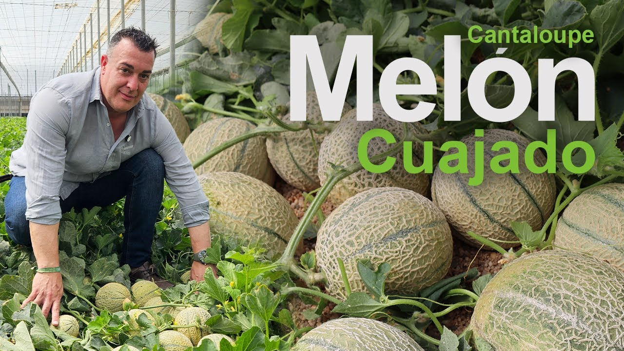 Cómo asegurar el cuajado y amarre en cultivo de melón. Manejo, riego y programa nutricional completo